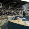 Trois questions sur la fermeture définitive du Marineland d'Antibes, plus grand zoo marin d'Europe