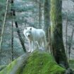 Ariège : visite guidée au plus près des meutes à la Maison des loups