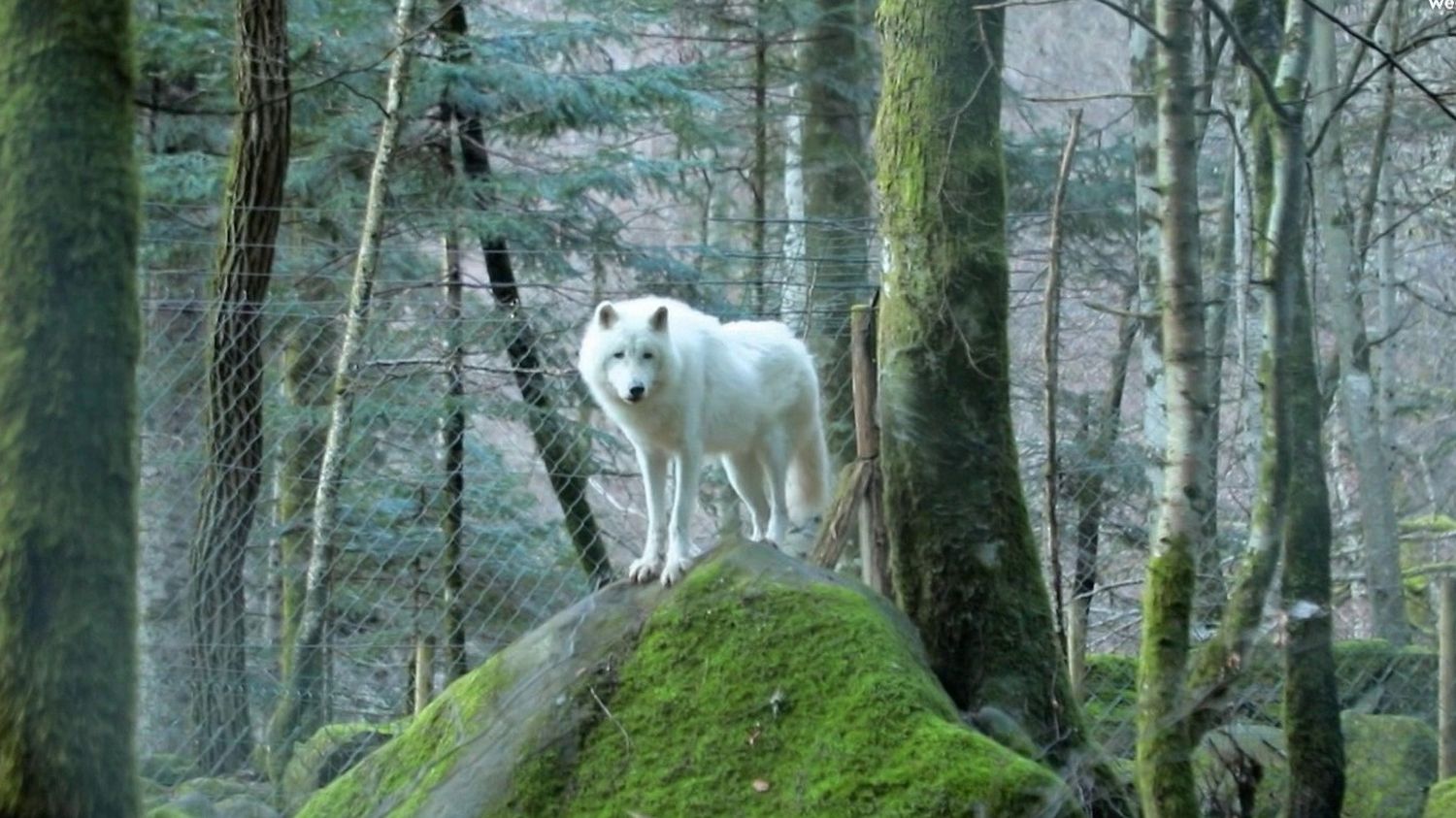 Ariège : visite guidée au plus près des meutes à la Maison des loups