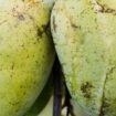 Le “pawpaw”, un drôle de fruit qui a de l’avenir