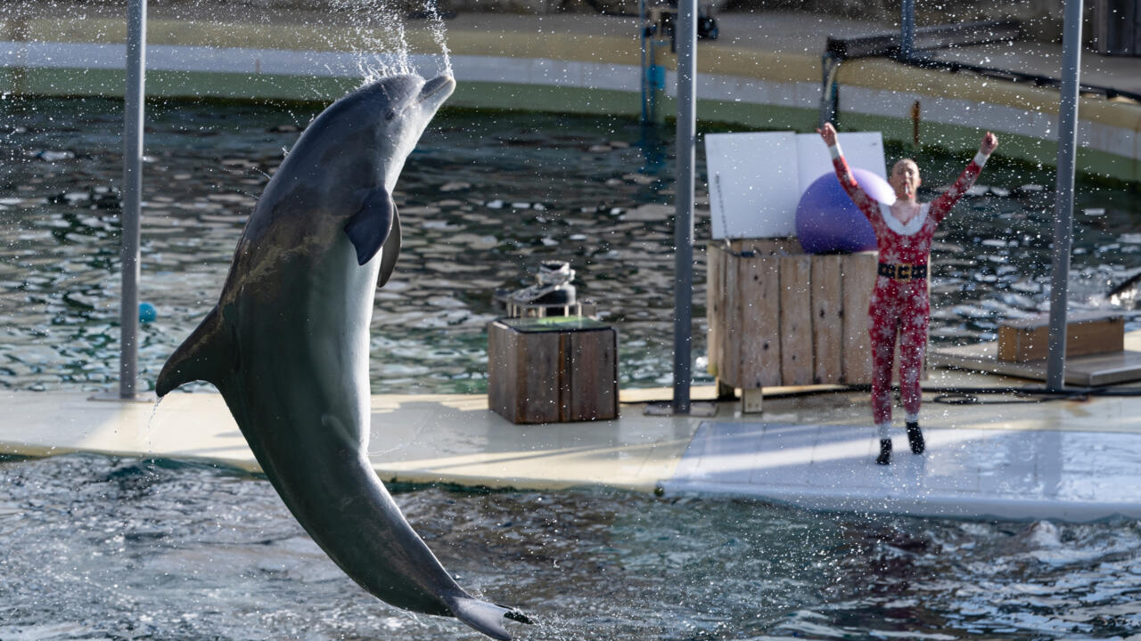 Clap de fin pour les orques et les dauphins du Marineland d'Antibes