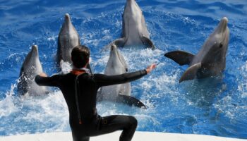 Fermeture de Marineland : "On n'a jamais demandé la fermeture", mais plutôt que l'activité "cesse progressivement", rappelle Christine Grandjean (C'est assez !)