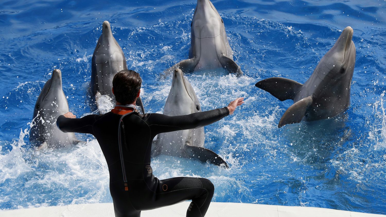 Fermeture de Marineland : "On n'a jamais demandé la fermeture", mais plutôt que l'activité "cesse progressivement", rappelle Christine Grandjean (C'est assez !)