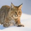 Tempête hivernale aux États-Unis : le sauvetage insolite de deux lynx gelés au sommet d’un poteau électrique