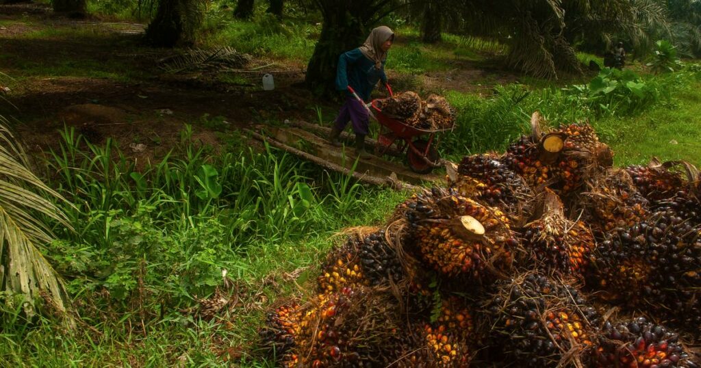 L’Indonésie relance l’expansion de l’huile de palme, malgré les critiques environnementales