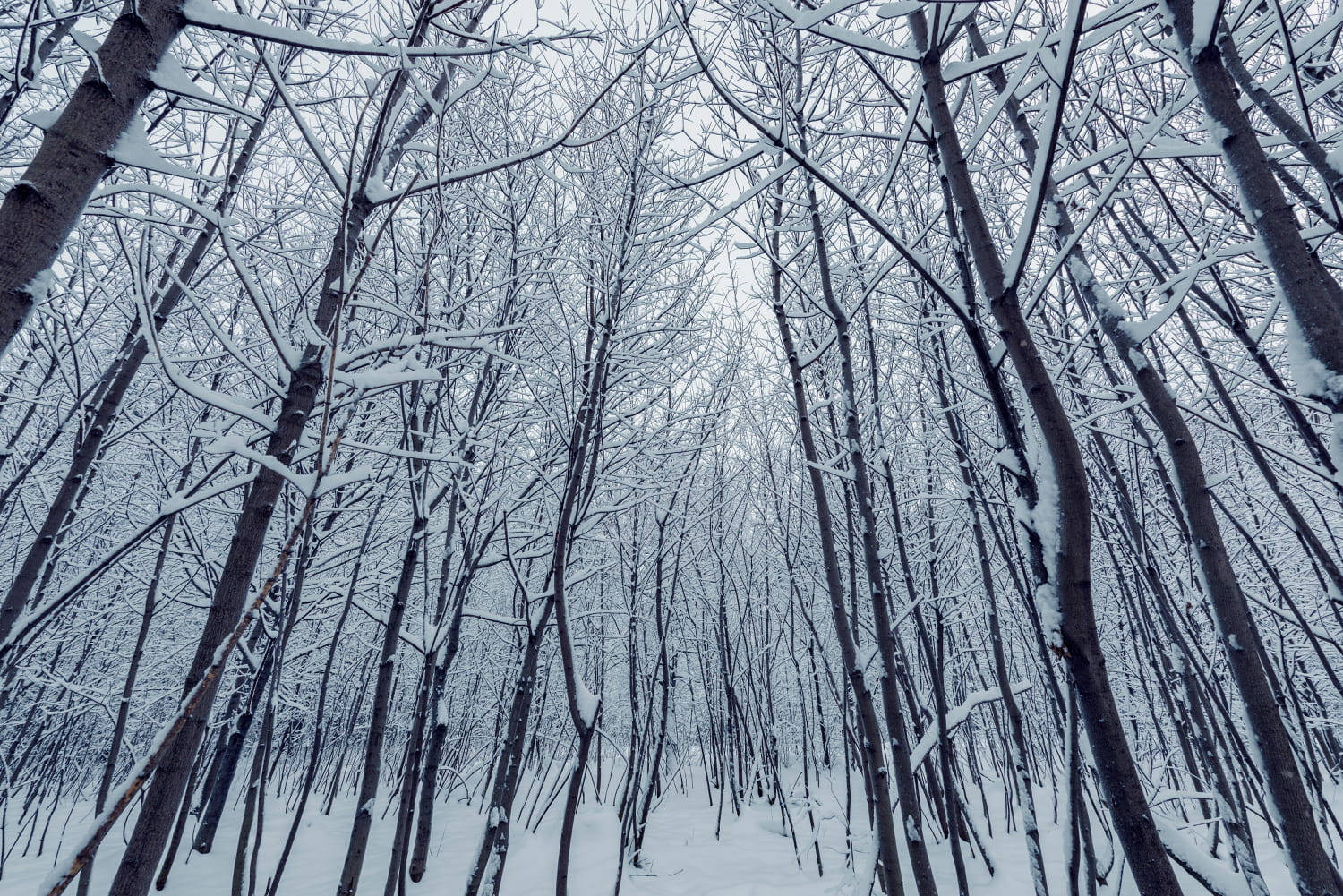 La neige arrive dans ces départements loin de la montagne, deux scénarios possibles