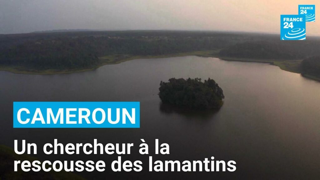 Un chercheur camerounais à la rescousse des lamantins d’Afrique