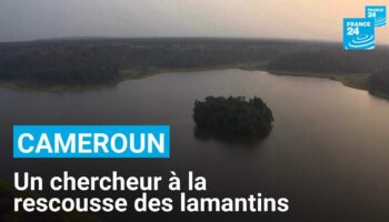 Un chercheur camerounais à la rescousse des lamantins d’Afrique