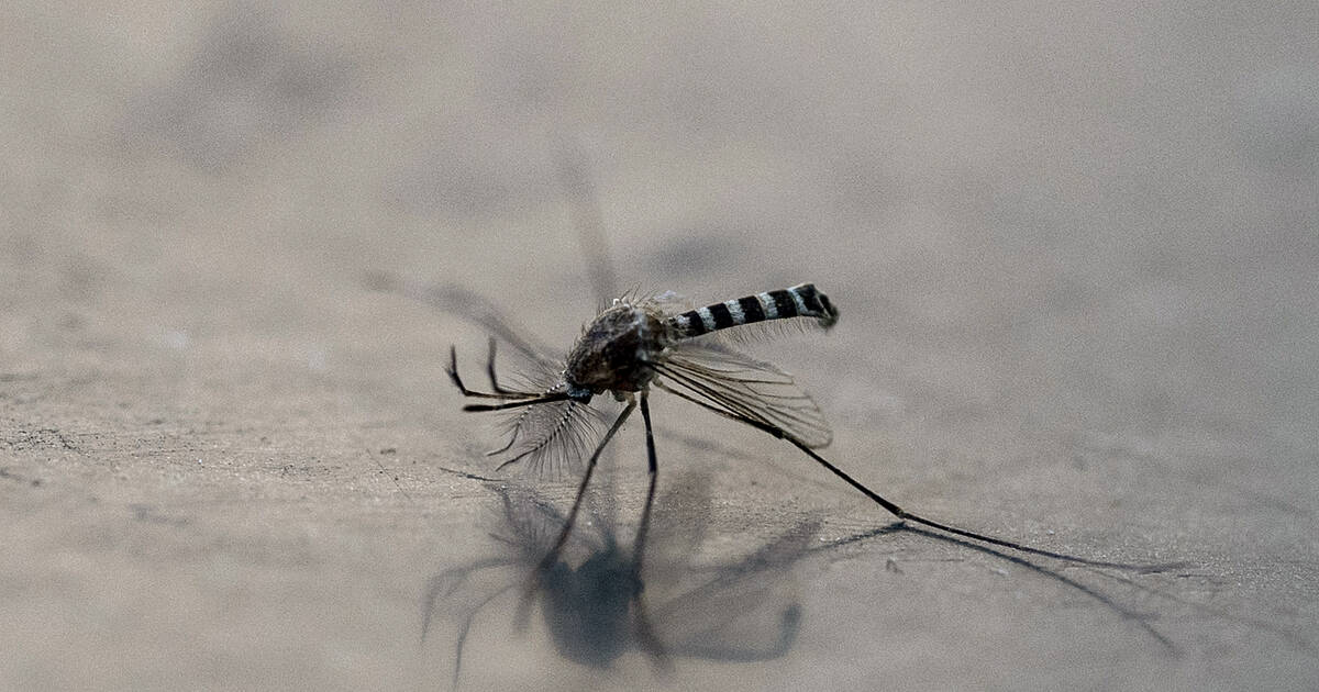 Des moustiques au «sperme toxique» : une potentielle solution pour freiner la transmission des maladies tropicales