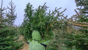 Belgische Stadt rät Bürgern, ihren Weihnachtsbaum zu essen – Behörde schreitet ein