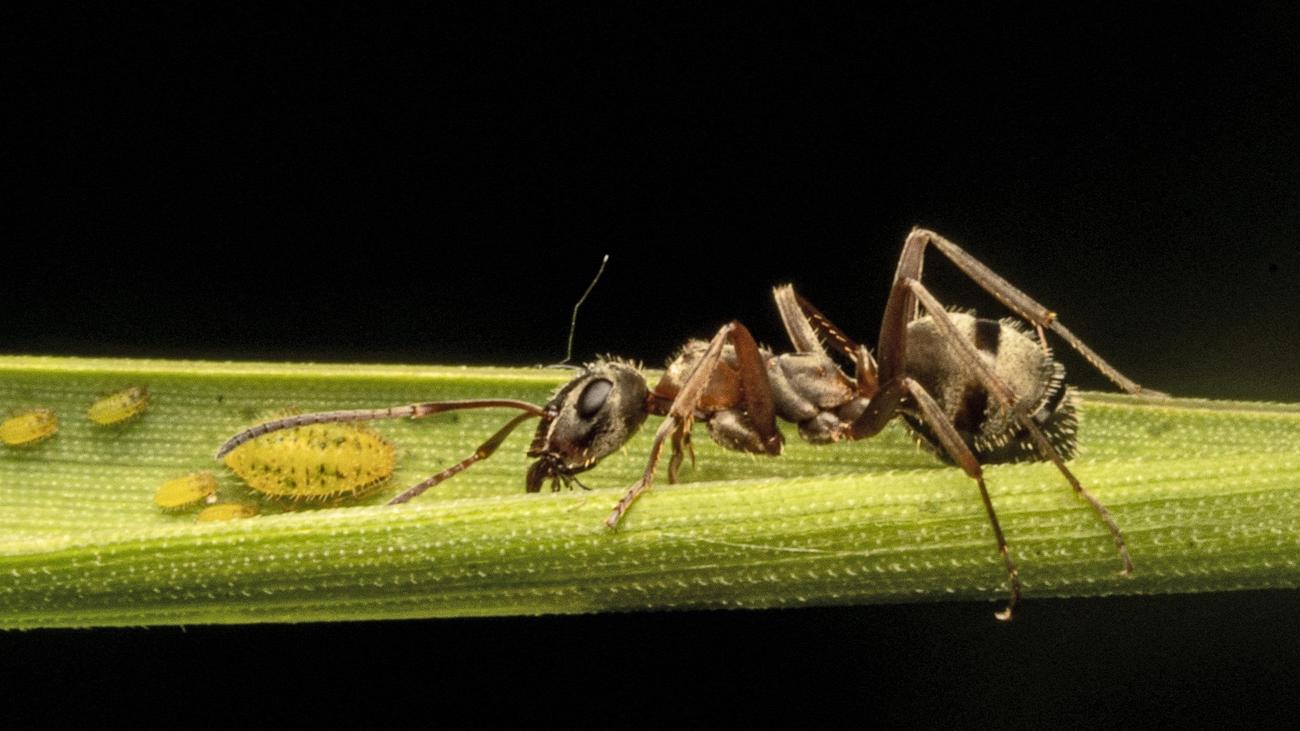 Biologie: Ameisen sind nachtragend