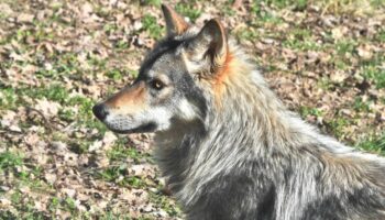 La Coordination rurale de Haute-Vienne condamnée par le tribunal de Limoges pour ses affiches offrant une prime anti-loup