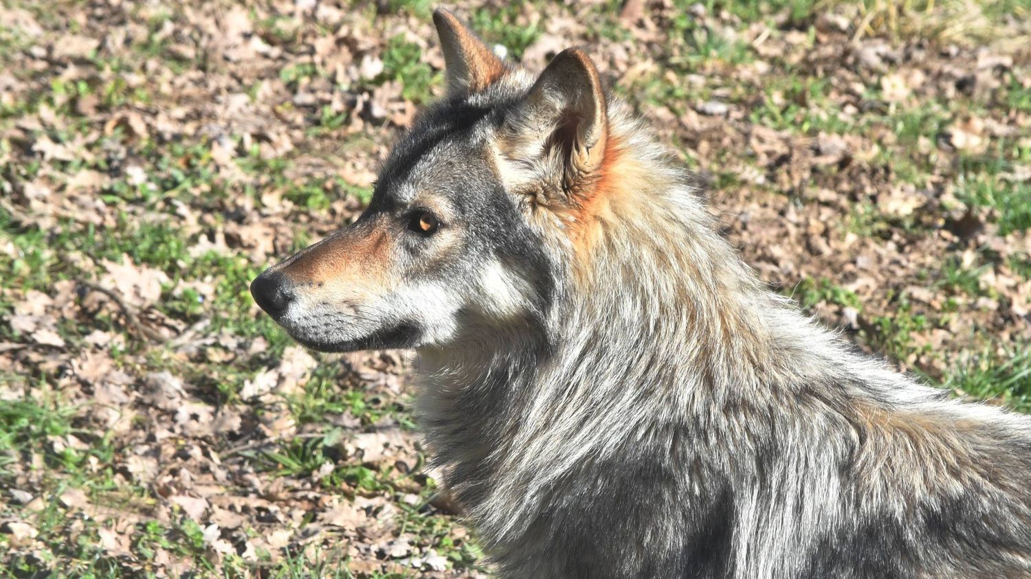 La Coordination rurale de Haute-Vienne condamnée par le tribunal de Limoges pour ses affiches offrant une prime anti-loup