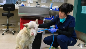 Incendies à Los Angeles : les refuges débordent d’animaux abandonnés