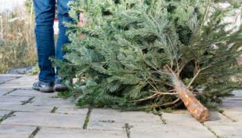 The legs of a man pulling an old Christmas tree away. Pic: SKatzenberger/iStock