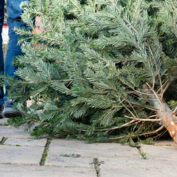 The legs of a man pulling an old Christmas tree away. Pic: SKatzenberger/iStock