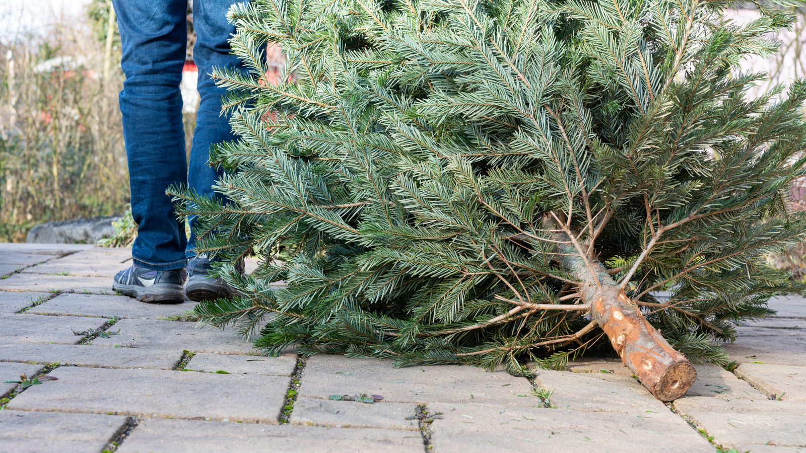 The legs of a man pulling an old Christmas tree away. Pic: SKatzenberger/iStock