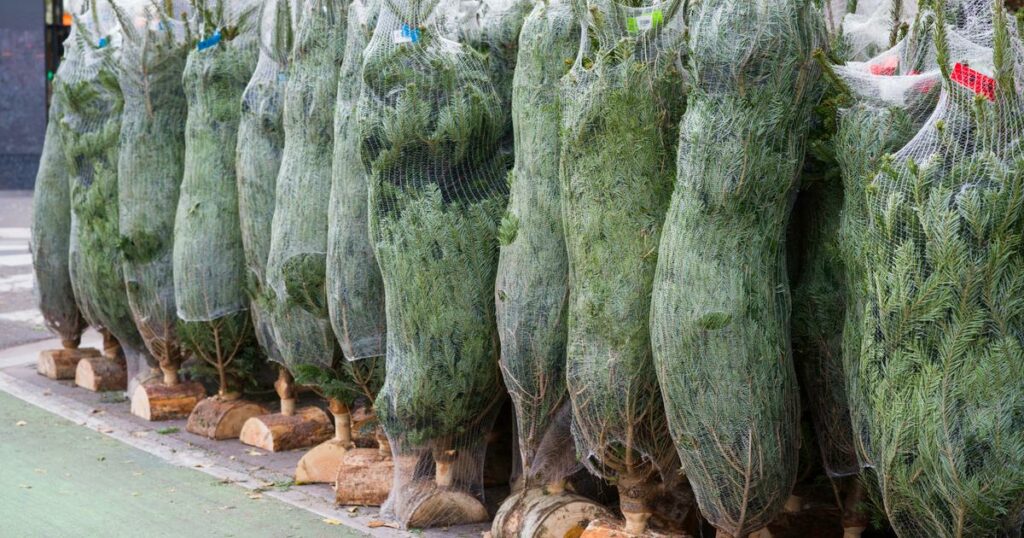 Faut-il manger son sapin ? Pas si sûr