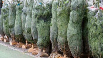 Faut-il manger son sapin ? Pas si sûr