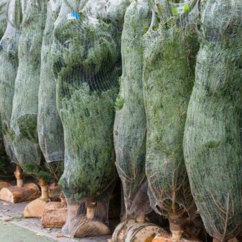 Faut-il manger son sapin ? Pas si sûr