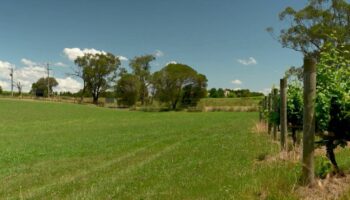 Australie : la Yarra Valley, l'eldorado d'un vigneron bordelais