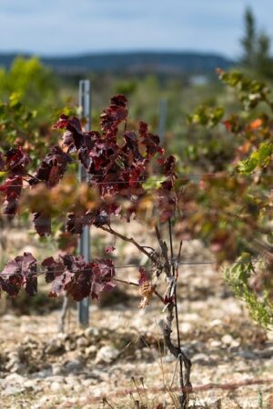 Un vignoble touché par la chaleur et la sécheresse, à Leucate, dans l'Aude, le 23 septembre 2024