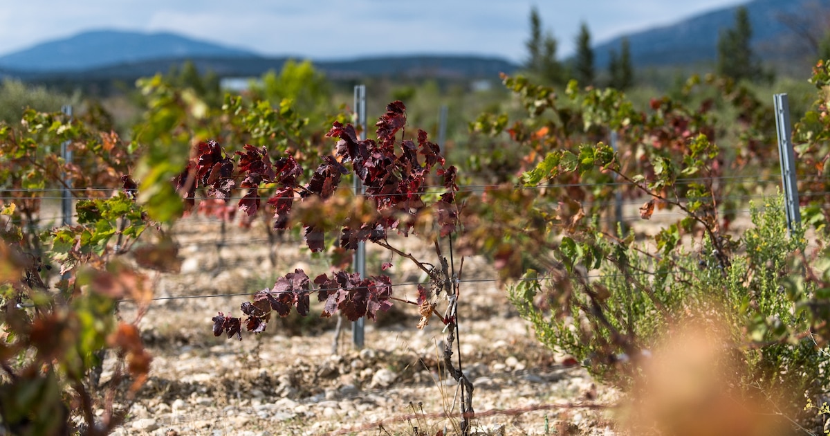 Un vignoble touché par la chaleur et la sécheresse, à Leucate, dans l'Aude, le 23 septembre 2024