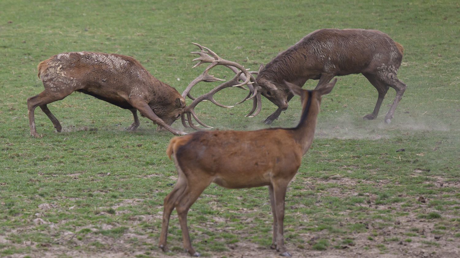 REPORTAGE. "C'est déjà largement suffisant" : dans le Haut-Rhin, des chasseurs veulent tuer moins de cerfs et de daims