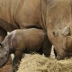 Undated handout photo of a three-week-old male white rhino calf exploring his enclosure with mum Astrid, at Colchester Zoo in Essex. PA