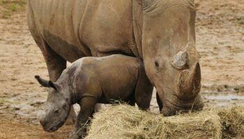 Undated handout photo of a three-week-old male white rhino calf exploring his enclosure with mum Astrid, at Colchester Zoo in Essex. PA