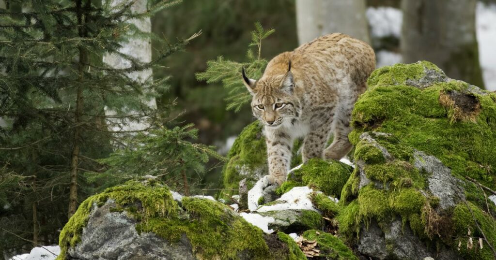 Capture en Écosse de quatre lynx illégalement relâchés dans la nature