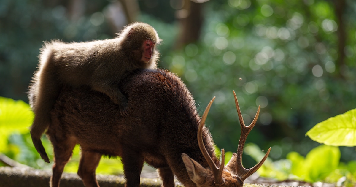 Des macaques japonais font du "rodéo" sur des cerfs sika, à Yakushima.