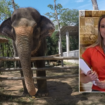 Expert warns Americans about elephant tourism after young student is killed in Thailand: 'Recipe for disaster'