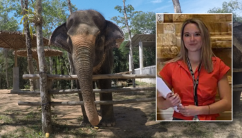 Expert warns Americans about elephant tourism after young student is killed in Thailand: 'Recipe for disaster'