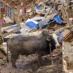 "On doit repartir de zéro" : à Mayotte, les agriculteurs tentent de se relever après le passage destructeur du cyclone Chido