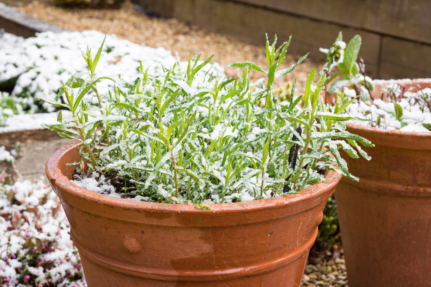 Pour sauver vos plantes du froid cette semaine, voici le geste malin à ne pas oublier