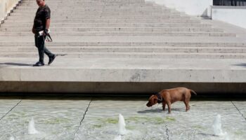 En Italie, les musées gardent votre chien gratuitement pendant votre visite