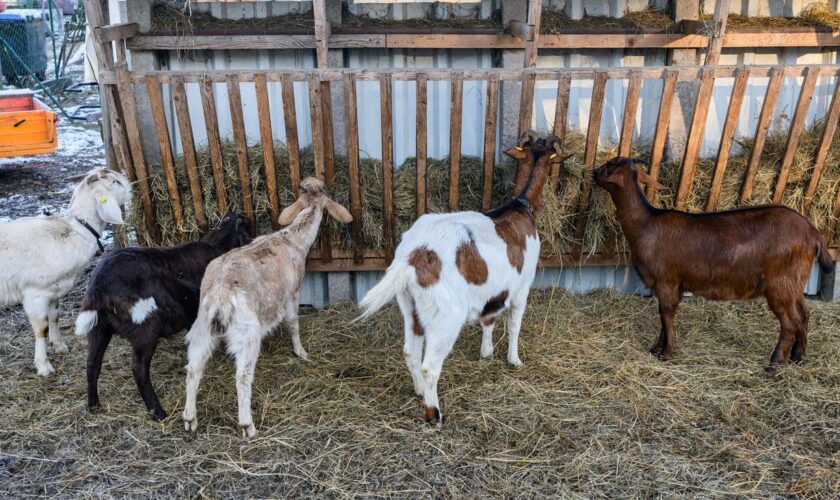 Barnim: Weiterer Verdacht auf Maul- und Klauenseuche in Brandenburg gemeldet