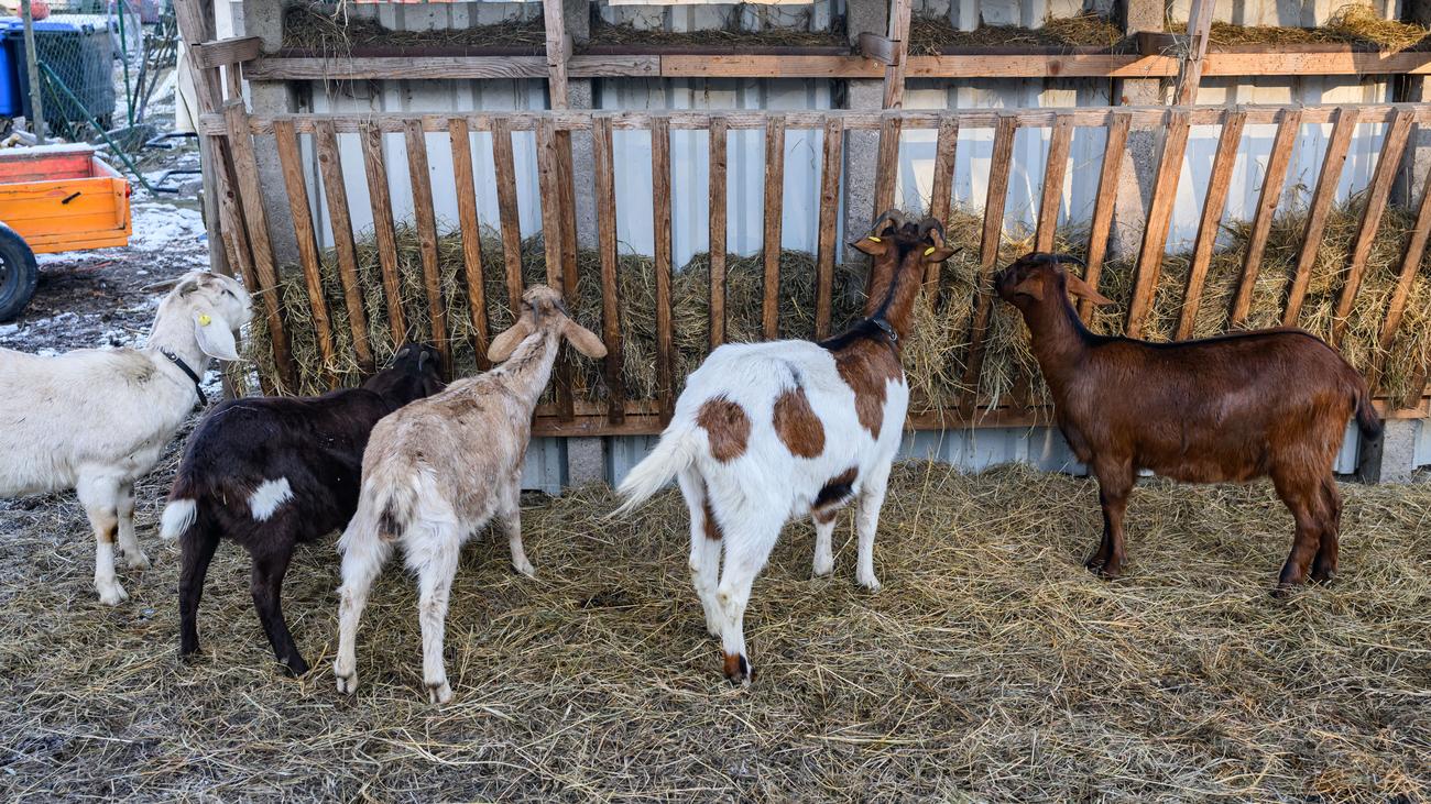 Barnim: Weiterer Verdacht auf Maul- und Klauenseuche in Brandenburg gemeldet