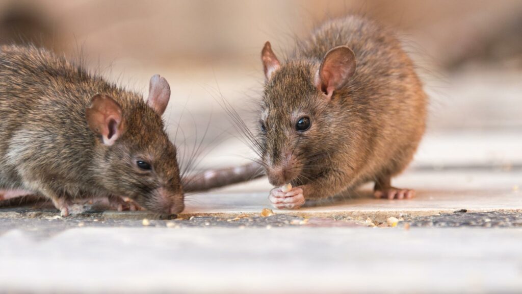 La police de Houston se bat contre des rats addicts qui mangent les drogues stockées au commissariat