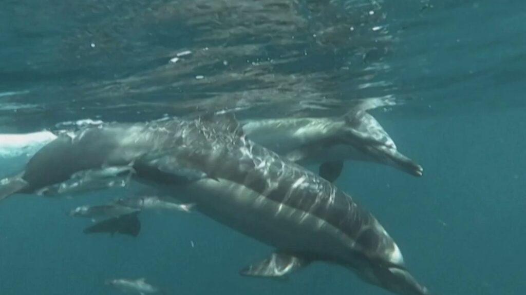 Protection des dauphins : les pêcheurs à l’arrêt dans le Golfe de Gascogne