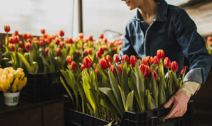 Les fleuristes en danger à cause des pesticides ? Cette étude va enfin apporter une réponse