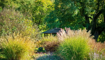 Cette plante très prisée est interdite dans les jardins - une lourde amende est prévue