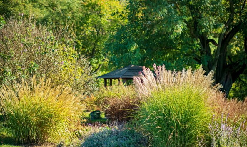 Cette plante très prisée est interdite dans les jardins - une lourde amende est prévue