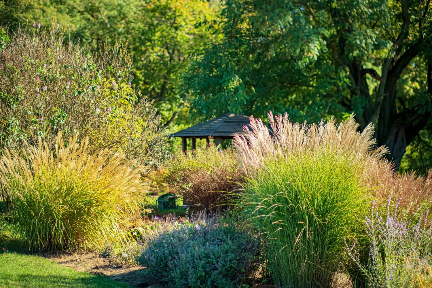 Cette plante très prisée est interdite dans les jardins - une lourde amende est prévue