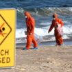 En Australie, la composition des mystérieuses boules échouées sur les plages de Sydney se révèle peu à peu