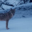 Dans les Alpes, les départements veulent abattre plus de 300 loups cette année