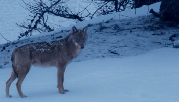 Dans les Alpes, les départements veulent abattre plus de 300 loups cette année