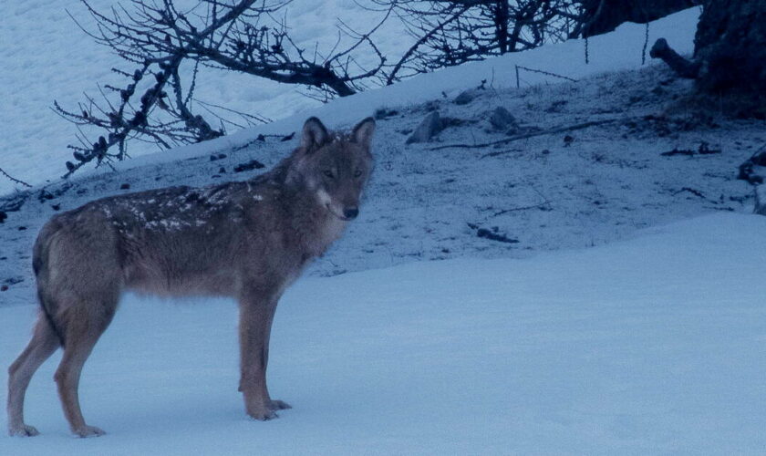 Dans les Alpes, les départements veulent abattre plus de 300 loups cette année