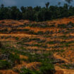 Indonésie : des ONG dénoncent le plan «destructeur» de conversion de millions d’hectares de forêt à des fins alimentaires et énergétiques